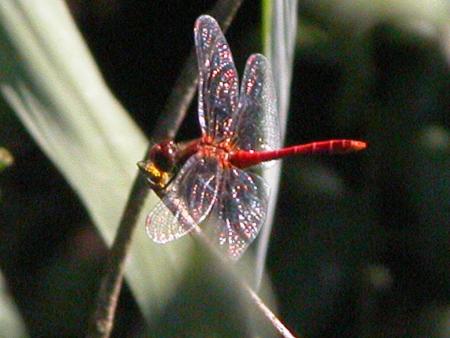 Le bourdon & la libellule