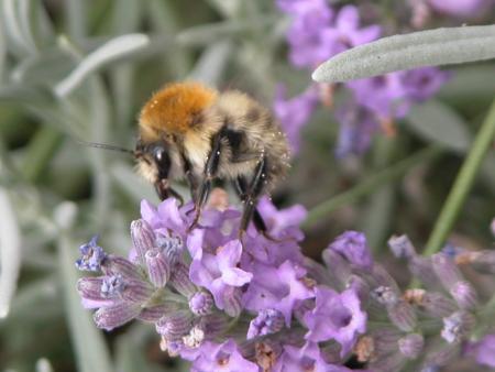 L'�t� � tire d'aile