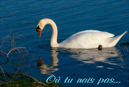 O� tu nais pas...